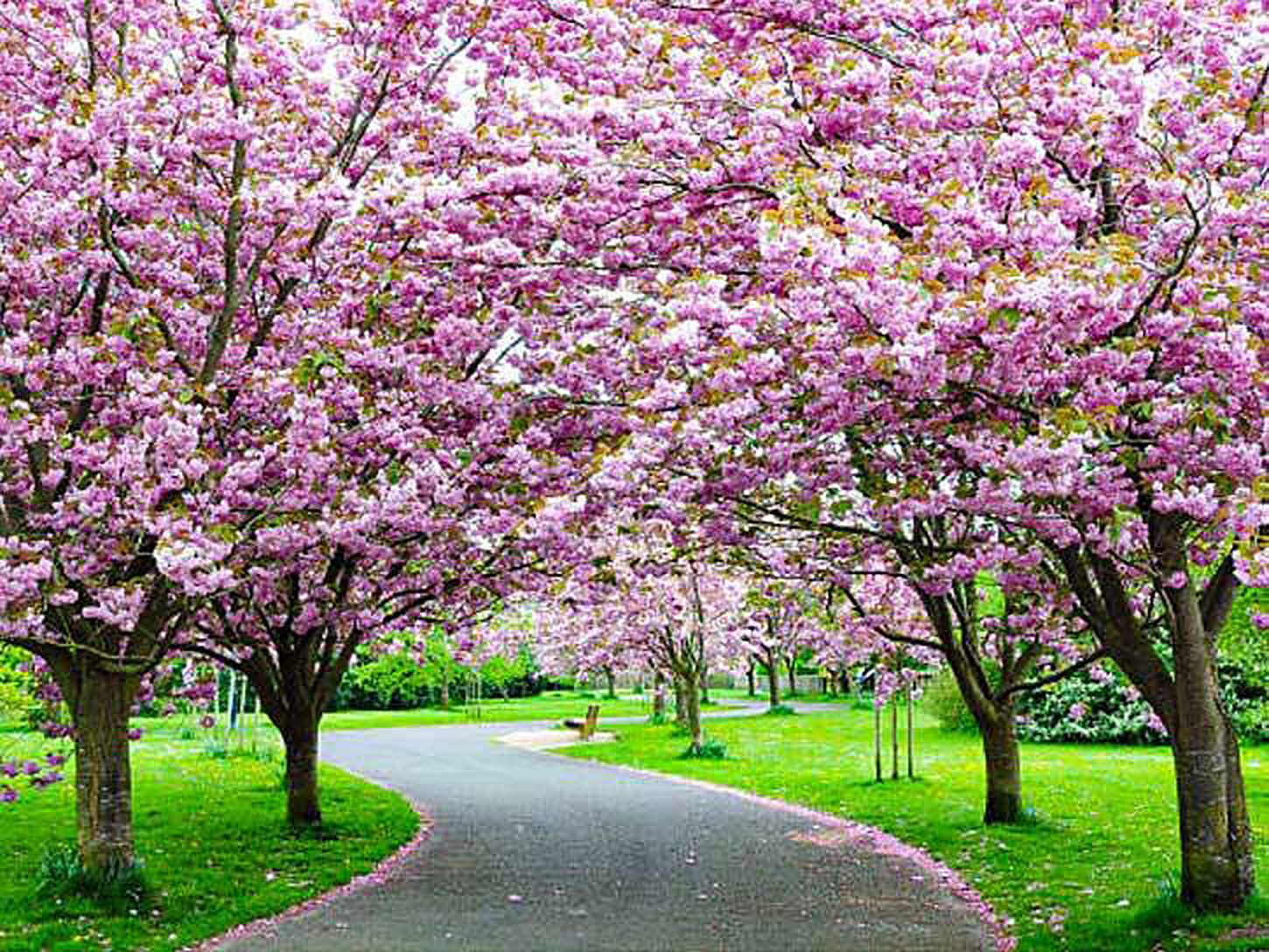 A path under cherry blossom trees