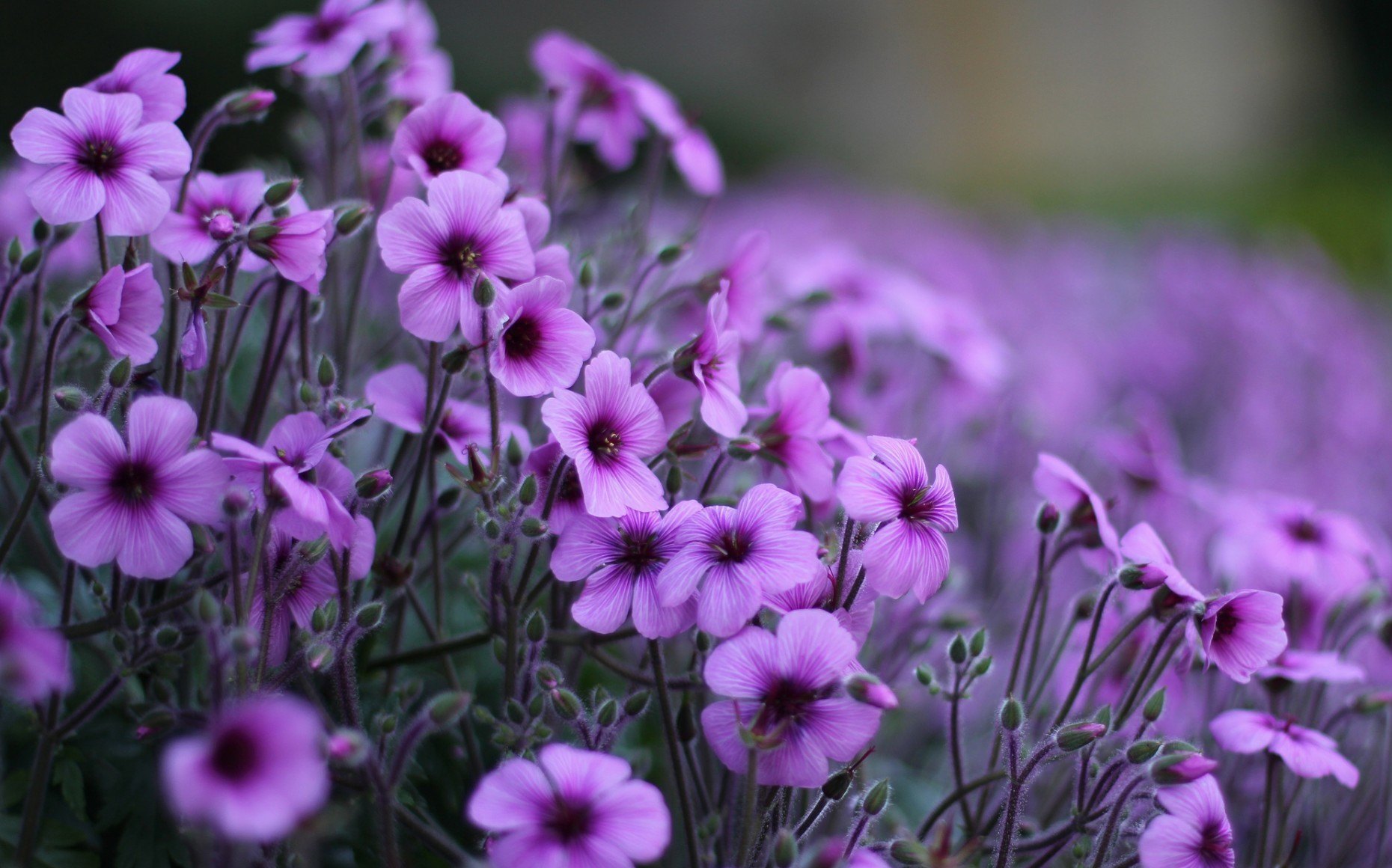 Purple flowers in soft light